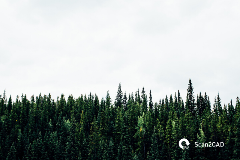 Line of forest tree tops under the sky